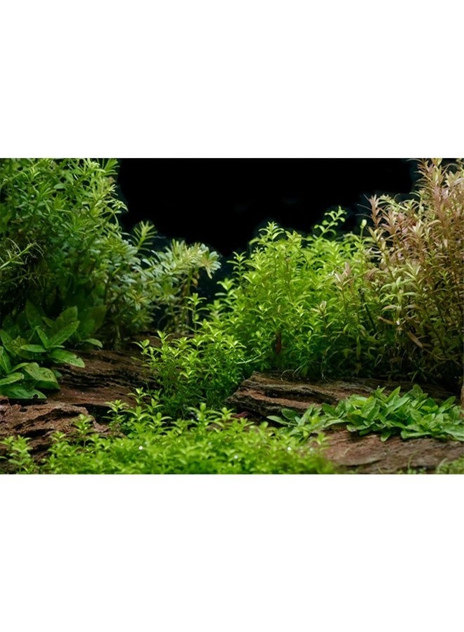 AWERT Aquarium Background River Bed & Lake Aquatic Plant Fish Tank Background Vinyl 60x24 inches - Image 1