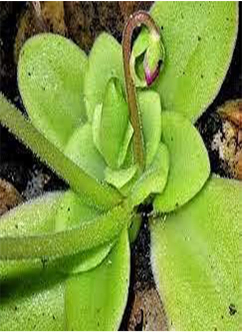 GGOOT 10pcs Butterwort Carnivorous Plant, 10 