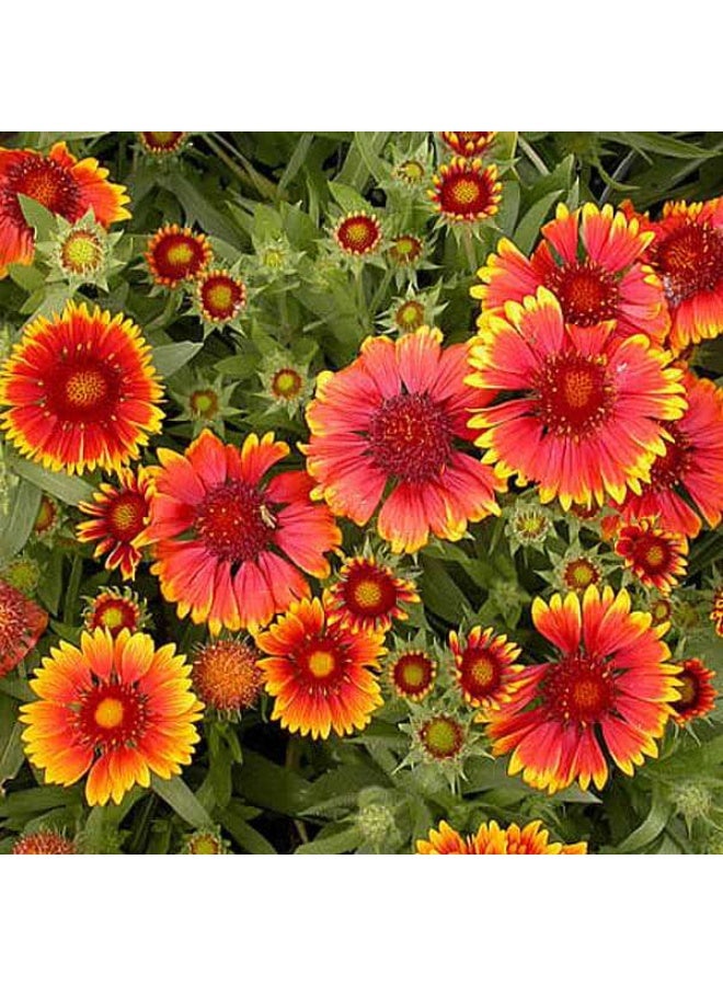 Gaillardia F1 Hybrid Mixed Color Flower Seeds