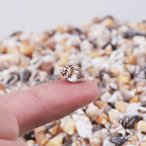 PPCLION 2000 PCS Tiny Mini Small Sea Shells for Crafting Spiral Conch Shells for Crafts Charms for Home Decorations Candle Decor DIY Fish Tank and Beach Vase Filler - Image 2
