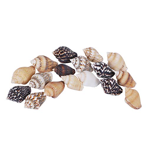 PPCLION 2000 PCS Tiny Mini Small Sea Shells for Crafting Spiral Conch Shells for Crafts Charms for Home Decorations Candle Decor DIY Fish Tank and Beach Vase Filler - Image 3