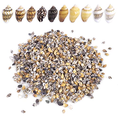 PPCLION 2000 PCS Tiny Mini Small Sea Shells for Crafting Spiral Conch Shells for Crafts Charms for Home Decorations Candle Decor DIY Fish Tank and Beach Vase Filler - Image 1