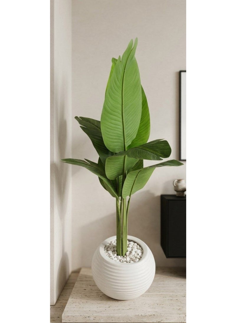 Broad-leaved, leathery tree, easy to clean, 7 branches, 140cm leaf size