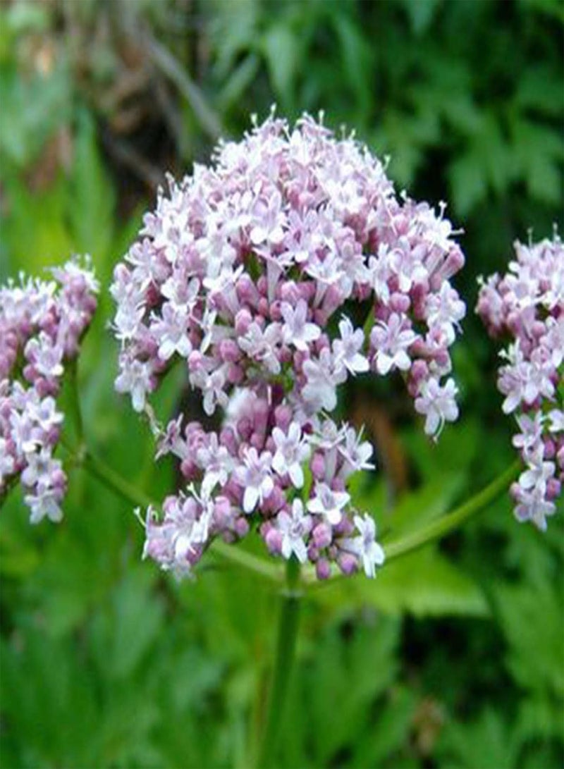 GGOOT 100Pcs/Bag Officinalis Seeds Easy Grow Perennial Vibrant Pink Flower Seeds for Garden Balcony Outdoor Planting Seed - Image 1