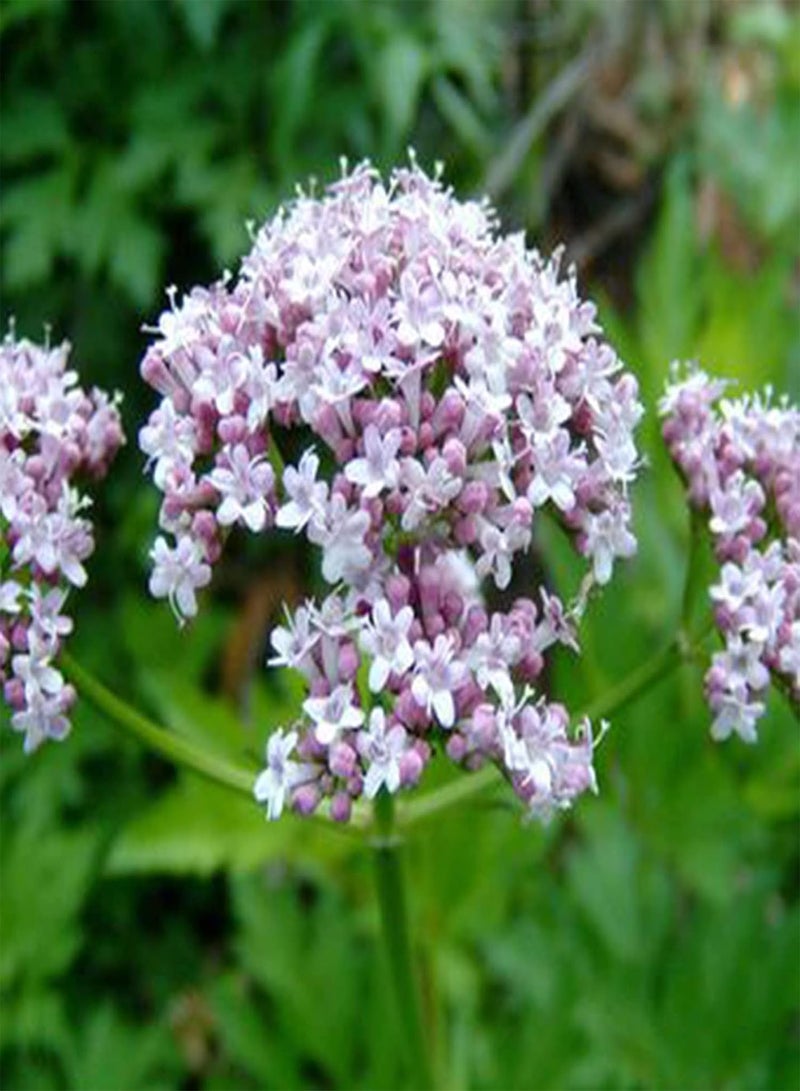 GGOOT 100Pcs/Bag Officinalis Seeds Easy Grow Perennial Vibrant Pink Flower Seeds for Garden Balcony Outdoor Planting Seed - Image 4