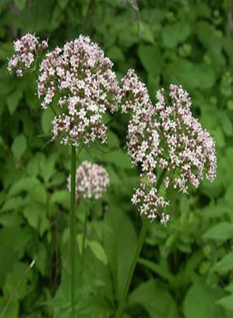 GGOOT 100Pcs/Bag Officinalis Seeds Easy Grow Perennial Vibrant Pink Flower Seeds for Garden Balcony Outdoor Planting Seed - Image 5