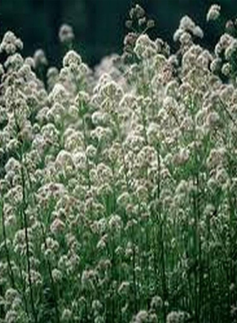 GGOOT 100Pcs/Bag Officinalis Seeds Easy Grow Perennial Vibrant Pink Flower Seeds for Garden Balcony Outdoor Planting Seed - Image 3