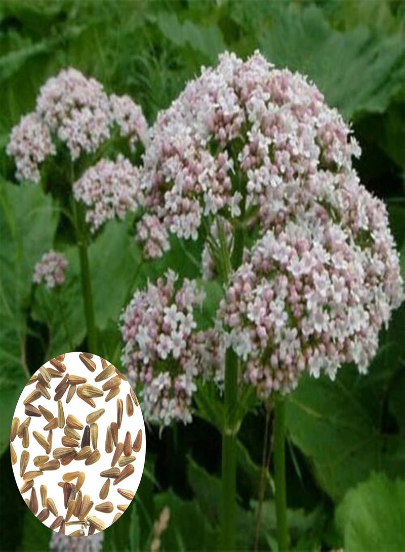 GGOOT 100Pcs/Bag Officinalis Seeds Easy Grow Perennial Vibrant Pink Flower Seeds for Garden Balcony Outdoor Planting Seed - Image 2