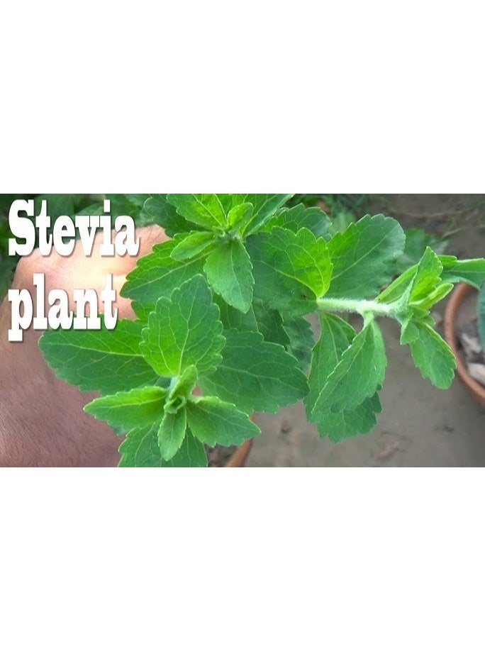 Verde Sweet Stevia sugar jar - Crystal Powder - 330 gm - Image 3