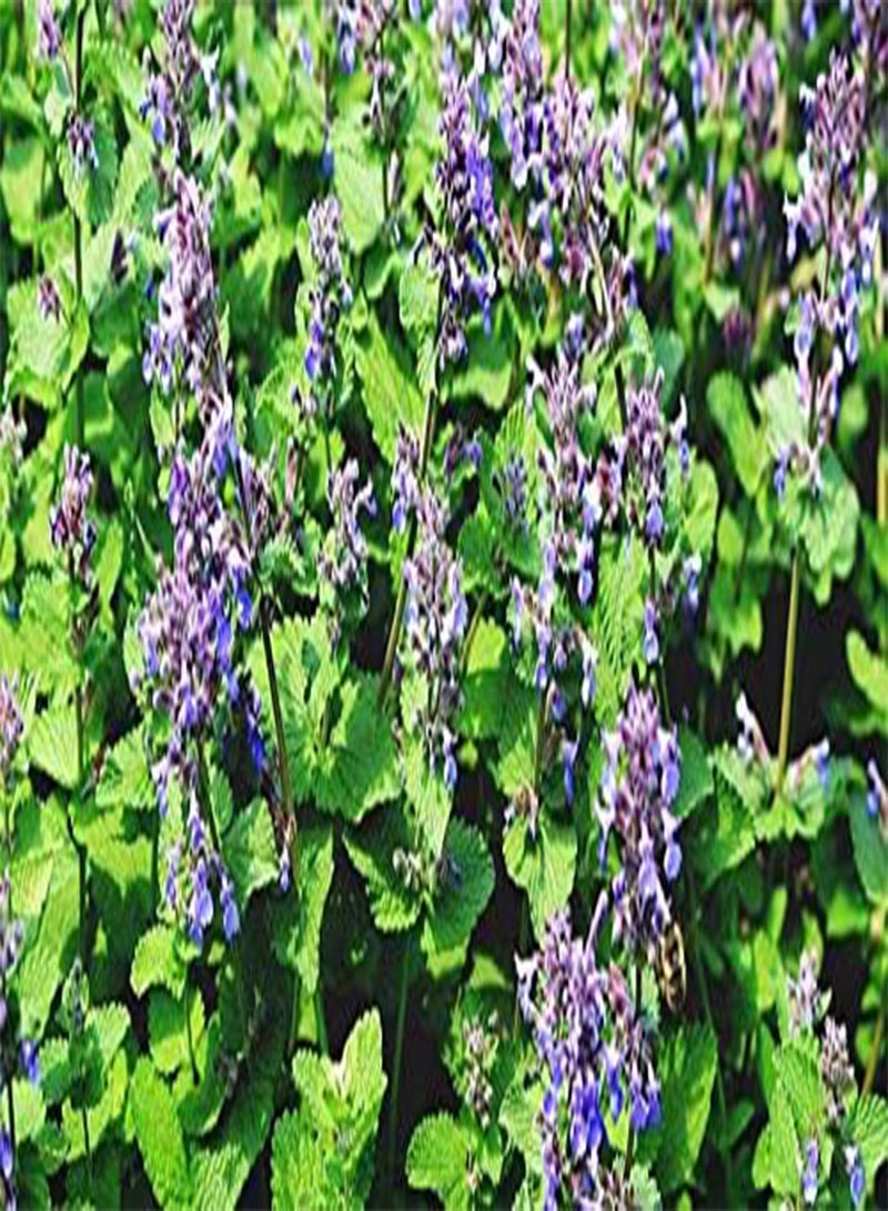 جي جوت 75 بذور نبات النعناع البري - Image 3