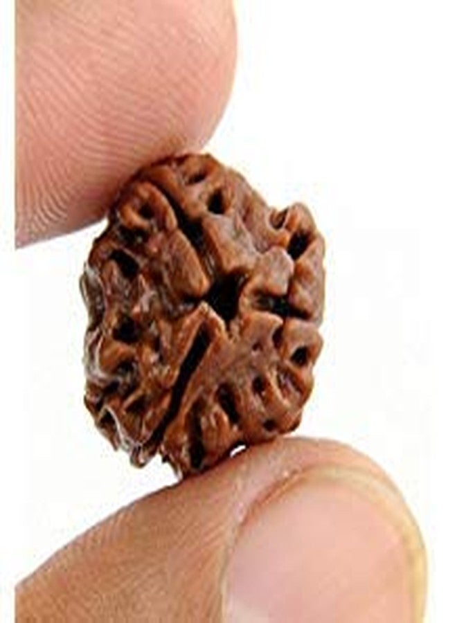 TheGalaxy Gallery 3 Mukhi Beads(3 Face) Nepal Rudraksha by Lab Certified - Image 1