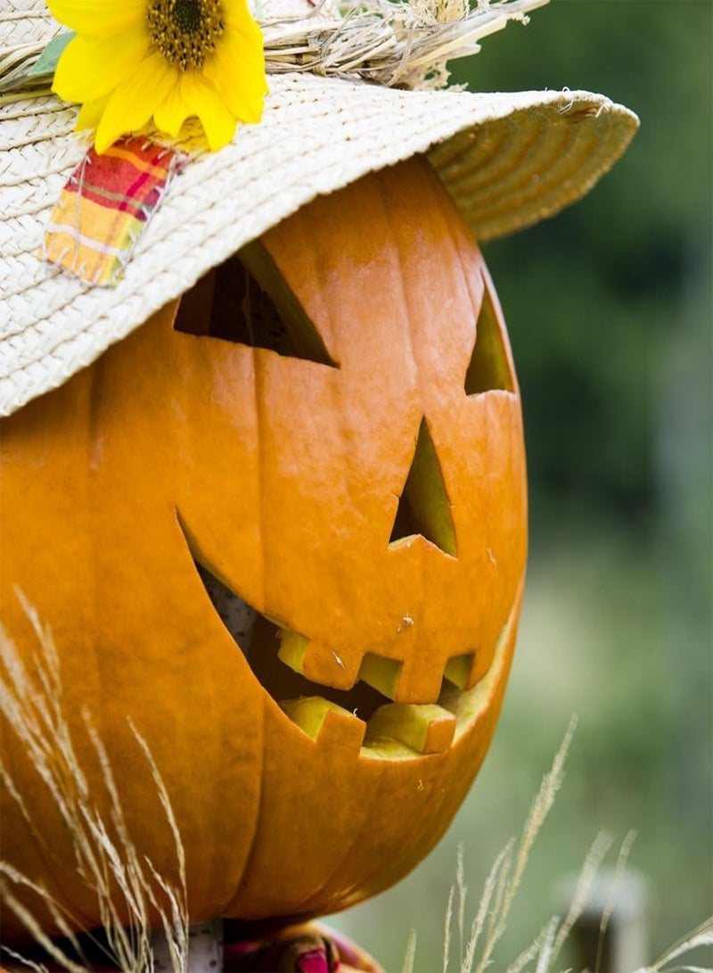 جي جوت بذور الخضروات، فانوس اليقطين جاك أو، V PUM 03، 25 بذرة على الأقل لكل عبوة. - Image 1