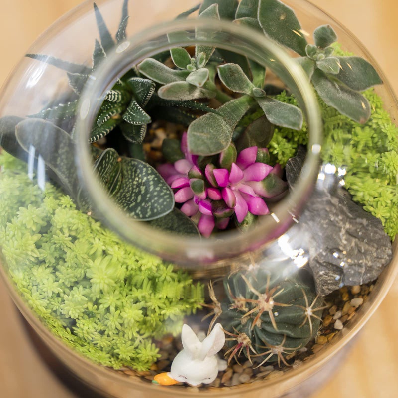 Yangbaga Large Glass Terrarium Succulent Plant Terrarium House for Plant/Moss Ball/Glass Fish Tank Mini Table with Wood Base & Ball lid Office Home Decoration - Image 4
