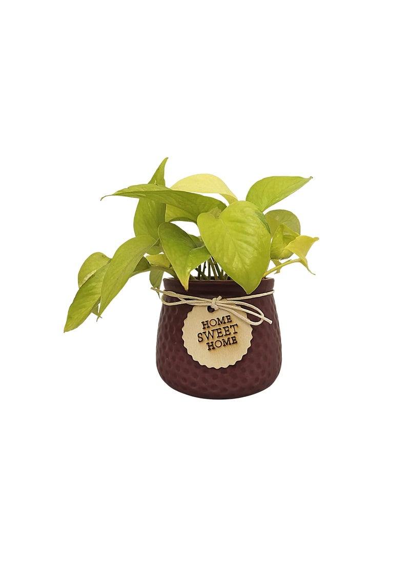 URBANIC HORTI Urbanic Horti Live Golden Money Plant in Beautiful Gift Ceramic Pot Dark Wine Maroon  - Image 1