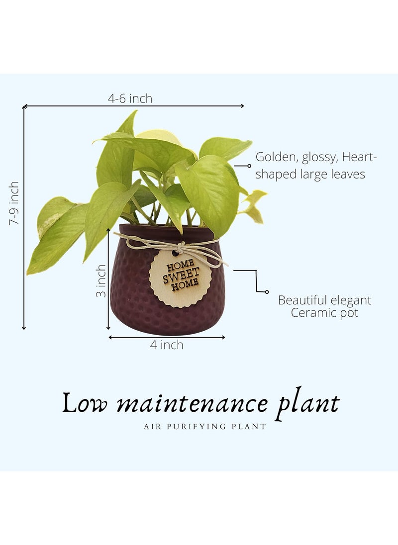 URBANIC HORTI Urbanic Horti Live Golden Money Plant in Beautiful Gift Ceramic Pot Dark Wine Maroon  - Image 3
