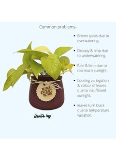 URBANIC HORTI Urbanic Horti Live Golden Money Plant in Beautiful Gift Ceramic Pot Dark Wine Maroon  - Image 4
