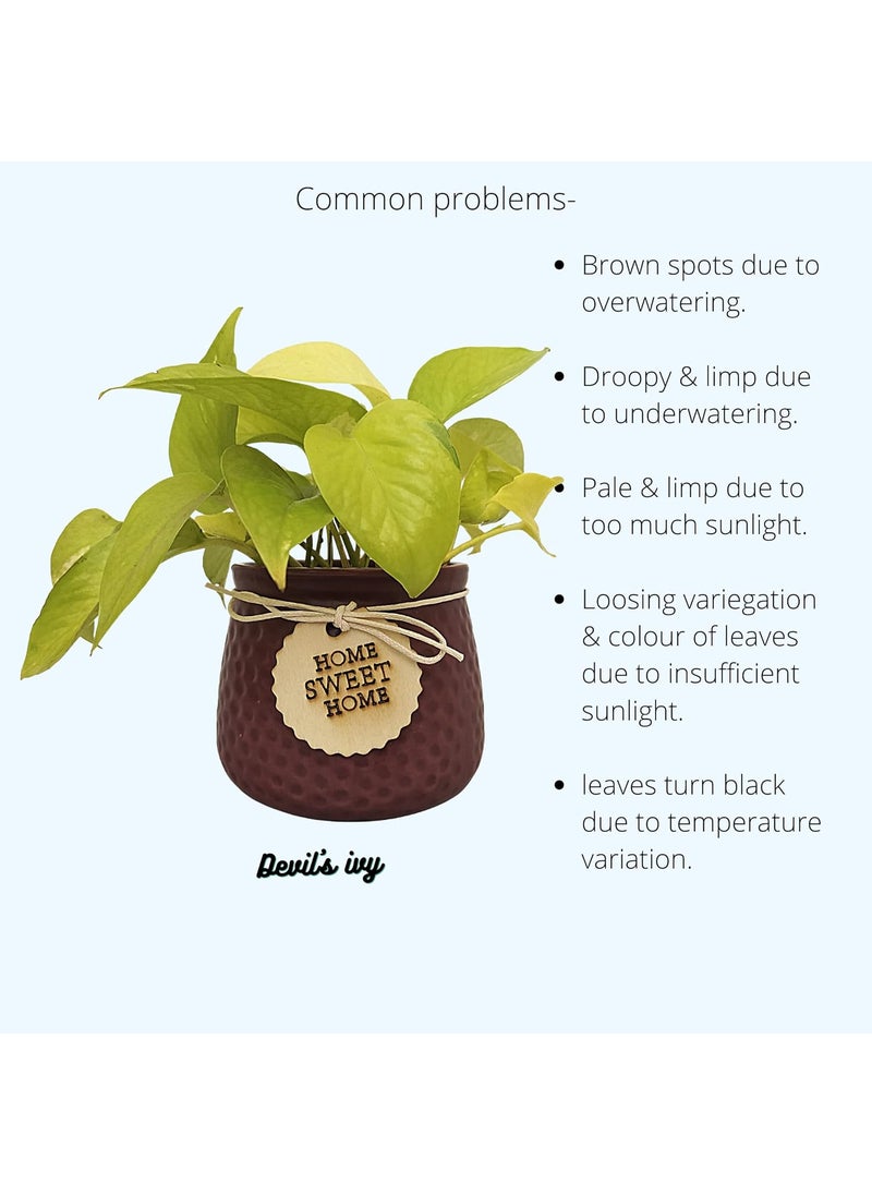 URBANIC HORTI Urbanic Horti Live Golden Money Plant in Beautiful Gift Ceramic Pot Dark Wine Maroon  - Image 4