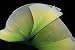 YABINA Ruffled Lace Trims 1 Yards Pleated Lace Fabric Trim Organza Ruffled Fabric Chiffon Tulle Border for Sewing Dress Bag Costume Decoration Trimming Craft Gradient Avocado Green - Image 2