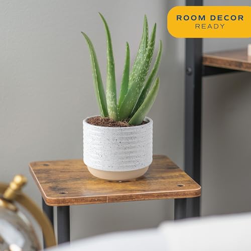 Costa Farms Aloe Vera Live Plants in Plastic Pots, Easy to Maintain, Air Purifying Indoor Succulent Houseplants, Home or Room Decor, House Warming or Birthday Gift, 12-18 Inches Tall, Pack of 2 - Image 2