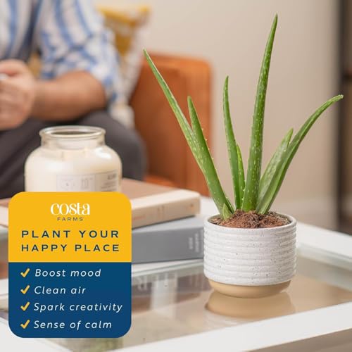 Costa Farms Aloe Vera Live Plants in Plastic Pots, Easy to Maintain, Air Purifying Indoor Succulent Houseplants, Home or Room Decor, House Warming or Birthday Gift, 12-18 Inches Tall, Pack of 2 - Image 5