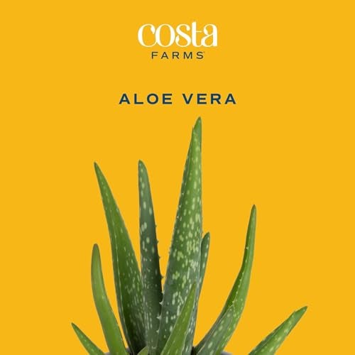 Costa Farms Aloe Vera Live Plants in Plastic Pots, Easy to Maintain, Air Purifying Indoor Succulent Houseplants, Home or Room Decor, House Warming or Birthday Gift, 12-18 Inches Tall, Pack of 2 - Image 3