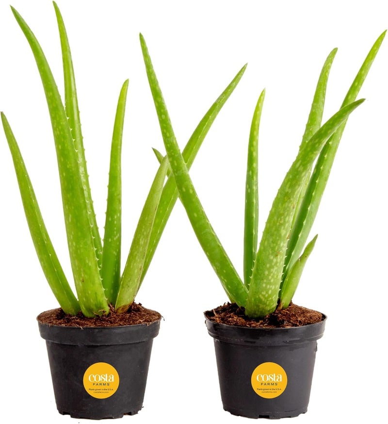 Costa Farms Aloe Vera Live Plants in Plastic Pots, Easy to Maintain, Air Purifying Indoor Succulent Houseplants, Home or Room Decor, House Warming or Birthday Gift, 12-18 Inches Tall, Pack of 2 - Image 1