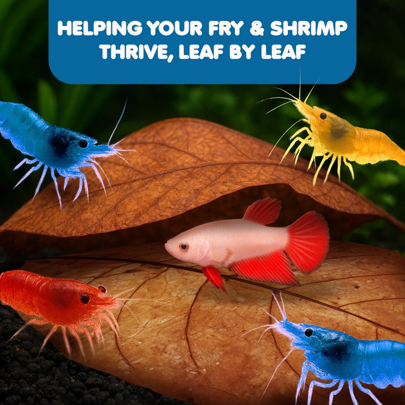 SunGrow Catappa Indian Almond Leaves, 7-8 Inches,10 Catappa Leaves for Betta Fish, Aquarium Water Conditioner, Tank Decoration, Freshwater Tank Accessories, Betta Fish Care, Aquatic Leaf Litter - Image 5