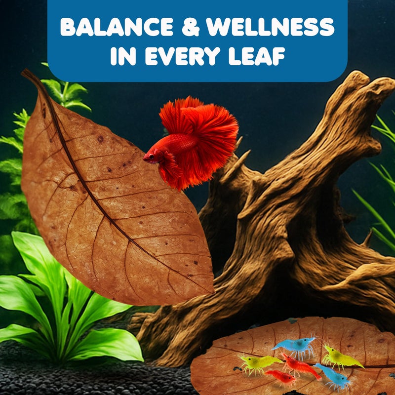 SunGrow Catappa Indian Almond Leaves, 7-8 Inches,10 Catappa Leaves for Betta Fish, Aquarium Water Conditioner, Tank Decoration, Freshwater Tank Accessories, Betta Fish Care, Aquatic Leaf Litter - Image 3
