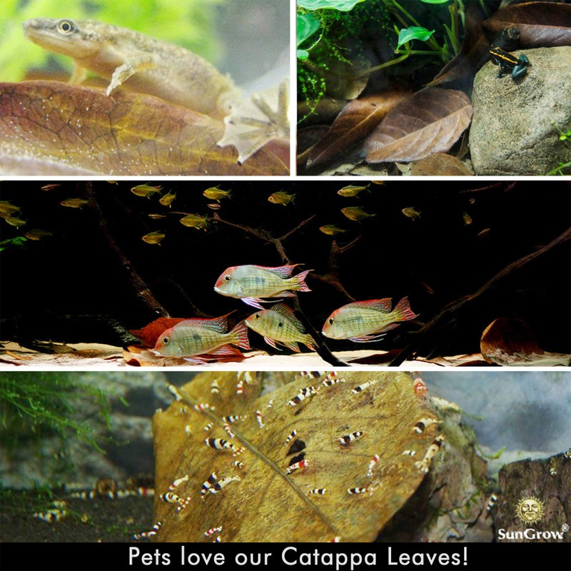 SunGrow Catappa Indian Almond Leaves, 7-8 Inches,10 Catappa Leaves for Betta Fish, Aquarium Water Conditioner, Tank Decoration, Freshwater Tank Accessories, Betta Fish Care, Aquatic Leaf Litter - Image 2