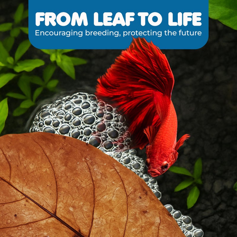 SunGrow Catappa Indian Almond Leaves, 7-8 Inches,10 Catappa Leaves for Betta Fish, Aquarium Water Conditioner, Tank Decoration, Freshwater Tank Accessories, Betta Fish Care, Aquatic Leaf Litter - Image 4