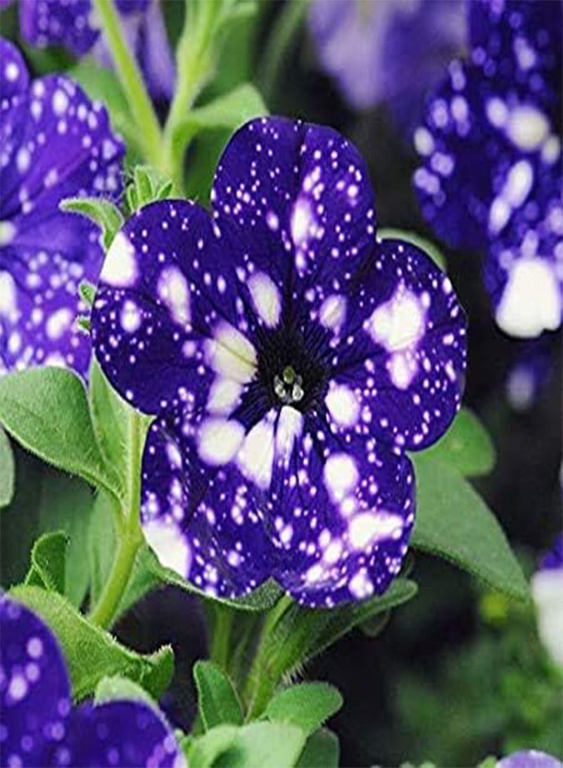200 'Night Sky Blue' Flowers Seeds