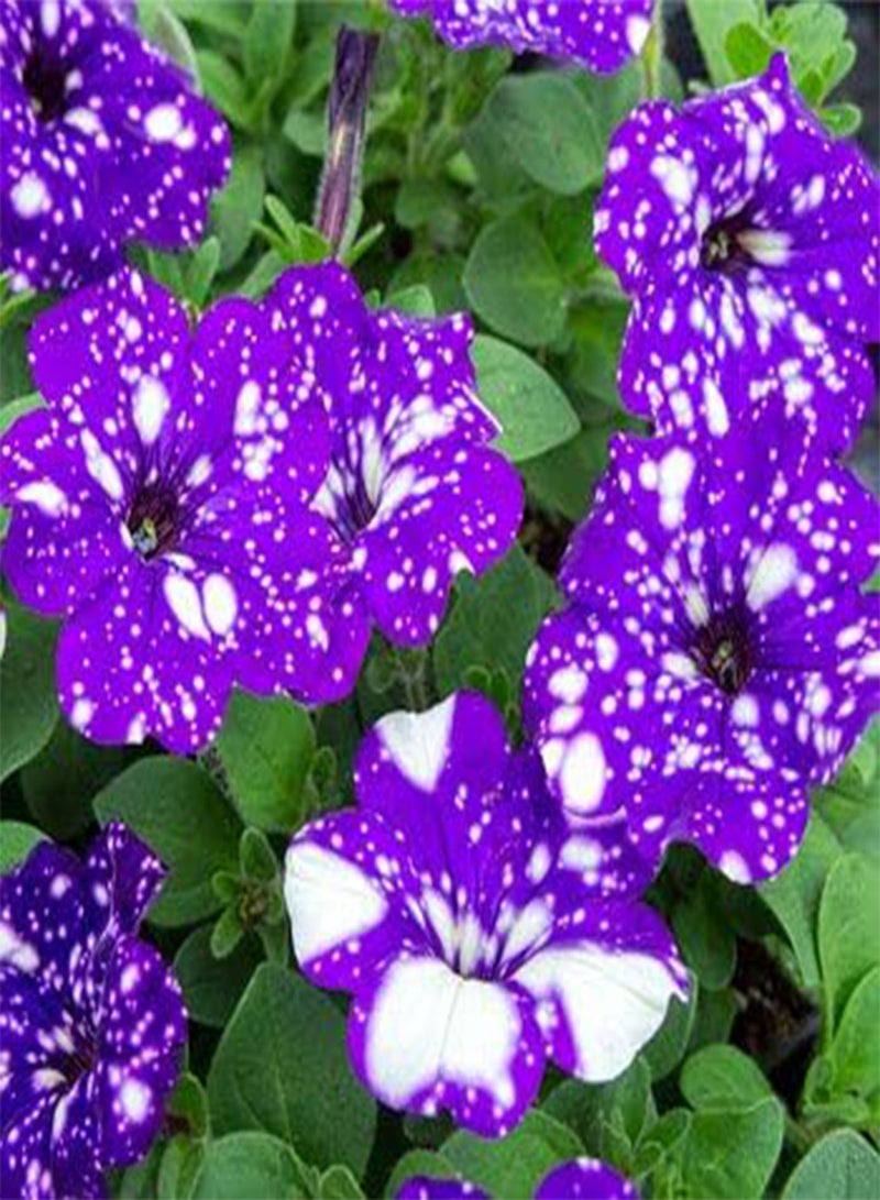 200 'Night Sky Blue' Flowers Seeds