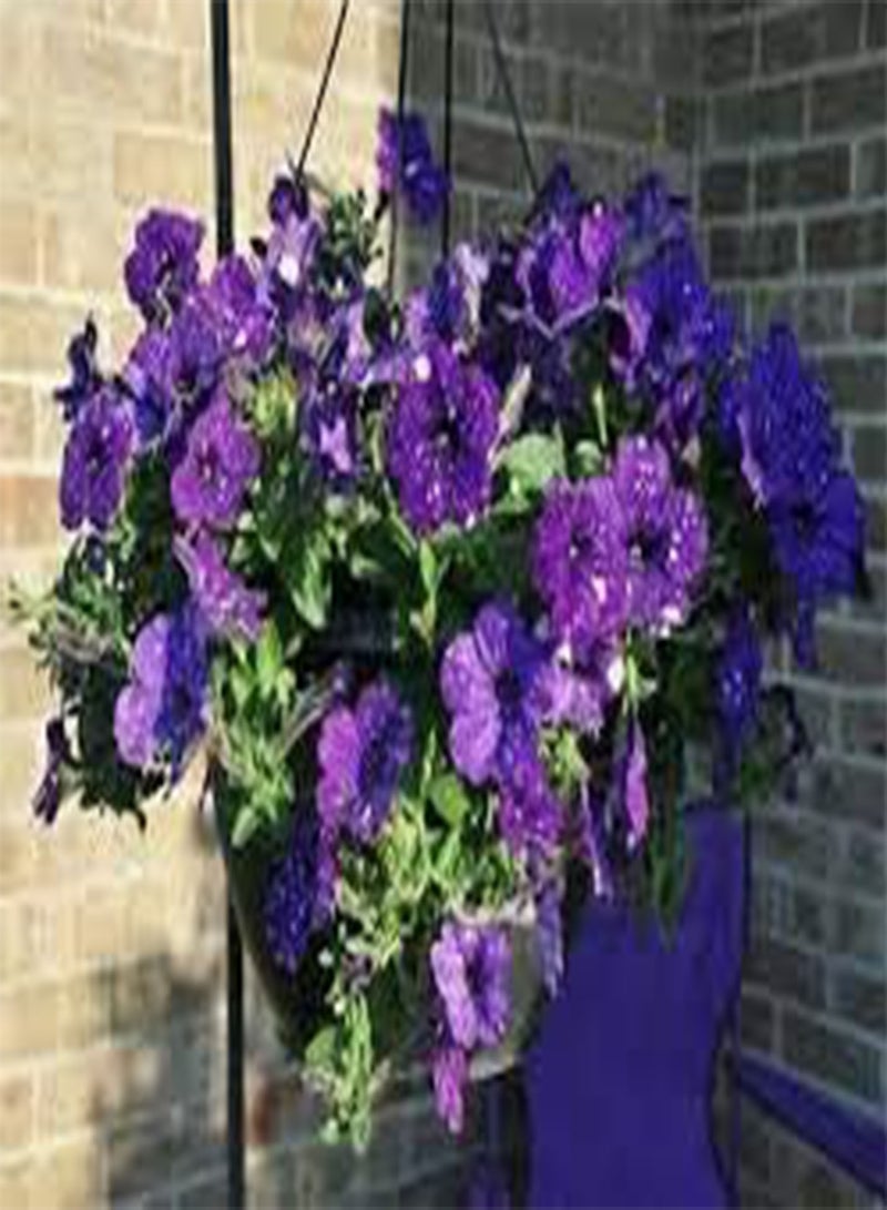 200 'Night Sky Blue' Flowers Seeds