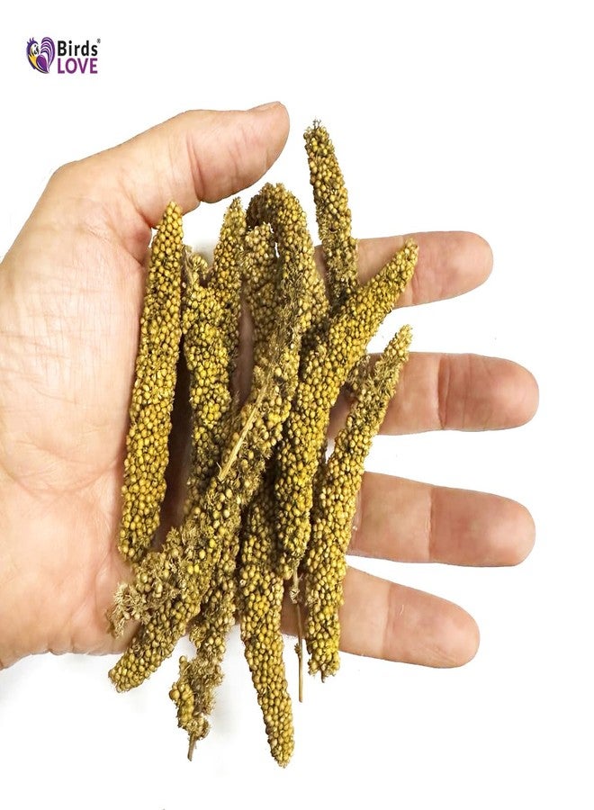 Birds LOVE Millet Tips & Tails for Birds - Parakeets, Cockatiels, Lovebirds, Finches, Budgies, Canaries, Cockatoos - Natural & Healthy Millet for Birds - Parakeet Food & Treats for All Parrots, 1lb - Image 3