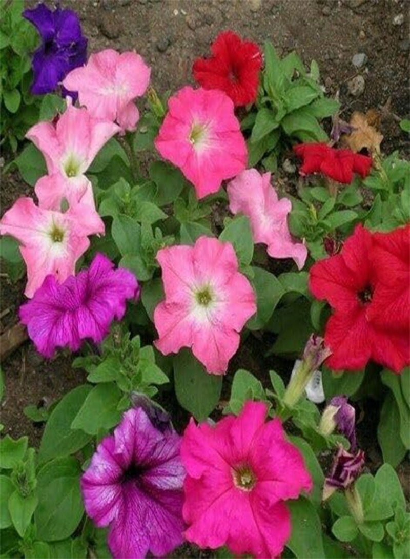 GGOOT 140 Seeds Petunia Nana compacta Mixed Useful for Garden and Outdoor