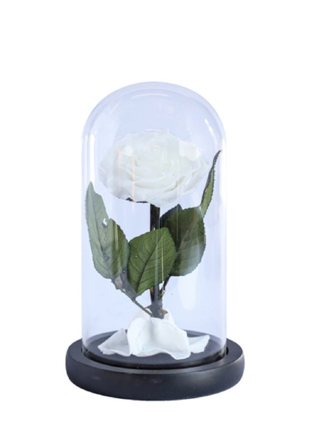 Presentail - White Eternal Rose - Image 1