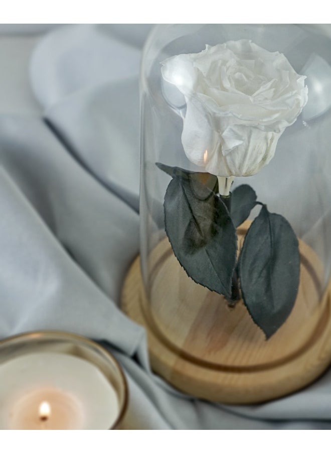 Presentail - White Eternal Rose - Image 1
