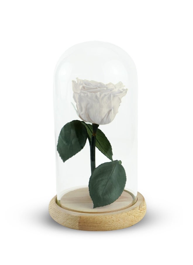Presentail - White Eternal Rose - Image 1