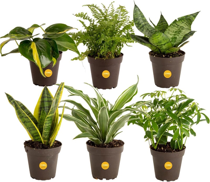 Costa Farms Live Air Purifying House Plants 6 Pack - Hand Selected Easy to Maintain Indoor Assorted Indoor Houseplants, Curated Mix, Low Light, Home Office Decor Plant Gift - Image 1
