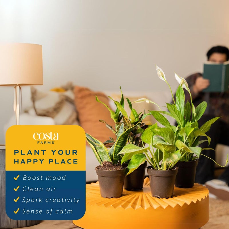 Costa Farms Live Air Purifying House Plants 6 Pack - Hand Selected Easy to Maintain Indoor Assorted Indoor Houseplants, Curated Mix, Low Light, Home Office Decor Plant Gift - Image 5