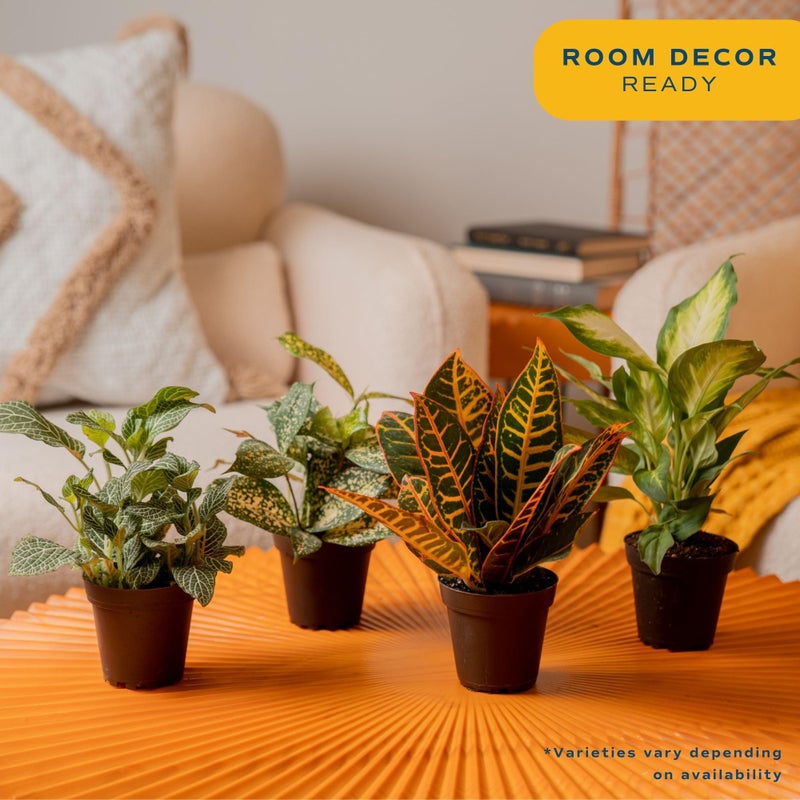 Costa Farms Live Air Purifying House Plants 6 Pack - Hand Selected Easy to Maintain Indoor Assorted Indoor Houseplants, Curated Mix, Low Light, Home Office Decor Plant Gift - Image 2