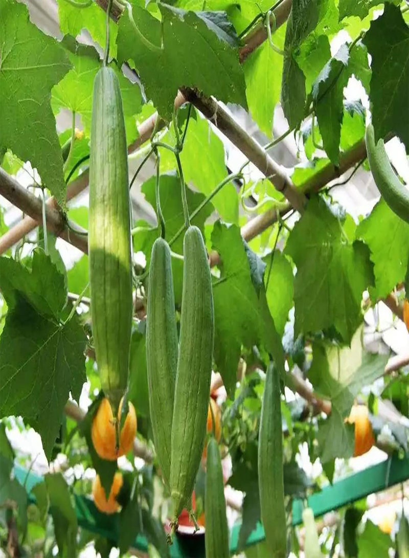 جي جوت 100 قطعة من اللوف سامين Unverzichtbar Zum Anpflanzen von Gemüse geeignet Zum Anpflanzen auf Balkonen Gute Option um Freunde zu unterhalten und Color in Ihren Garten zu إحضارها - Image 2