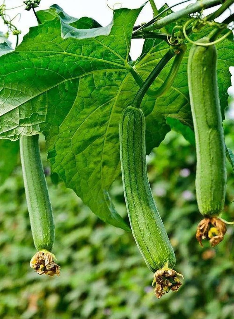 جي جوت 100 قطعة من اللوف سامين Unverzichtbar Zum Anpflanzen von Gemüse geeignet Zum Anpflanzen auf Balkonen Gute Option um Freunde zu unterhalten und Color in Ihren Garten zu إحضارها - Image 1