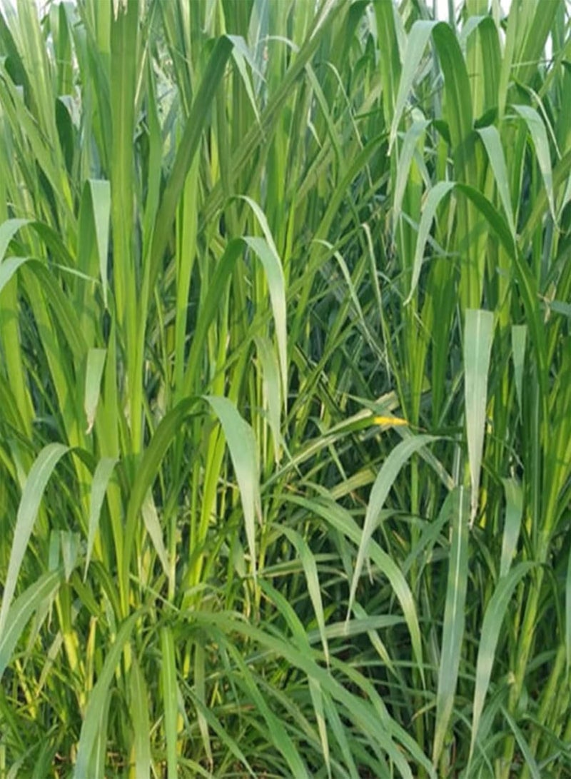 GGOOT Flower Seeds,500Pcs/Bag Pennisetum Purpureum Seeds Herb Non GMO Green Bonsai Garden Napier Grass Seeds for Balcony Sweet Elephant Grass Seeds - Image 2