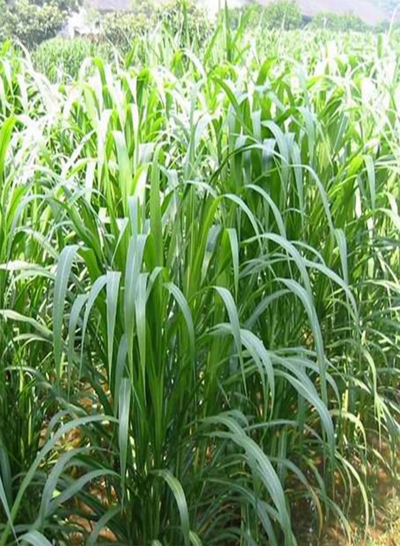 GGOOT Flower Seeds,500Pcs/Bag Pennisetum Purpureum Seeds Herb Non GMO Green Bonsai Garden Napier Grass Seeds for Balcony Sweet Elephant Grass Seeds - Image 4