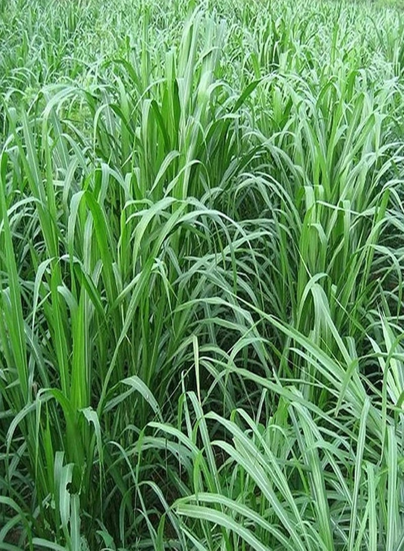 GGOOT Flower Seeds,500Pcs/Bag Pennisetum Purpureum Seeds Herb Non GMO Green Bonsai Garden Napier Grass Seeds for Balcony Sweet Elephant Grass Seeds - Image 3