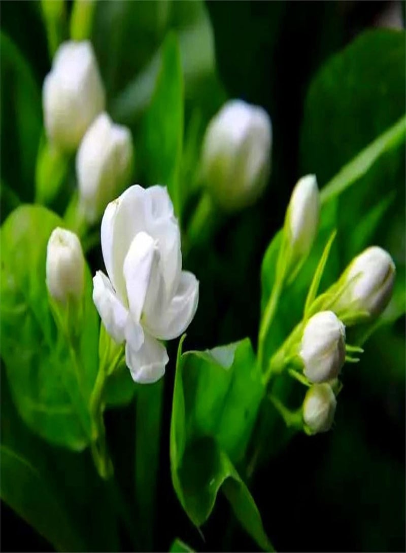 جي جوت بذور الياسمين المعطرة/برائحة ساحرة/بذور حية لطيفة/زراعة بسيطة عطرية/بذور زهور شرقية طازجة - 500 قطعة - Image 1