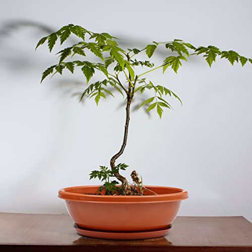 Livzing 12inch Pack of 5 Bonsai Flower Pot with Tray - Virgin Planter Pots with Drain Holes – Indoor Outdoor Balcony Gardening Pots - Oval Shaped Grow Pots for Plants - Terracotta - Image 4
