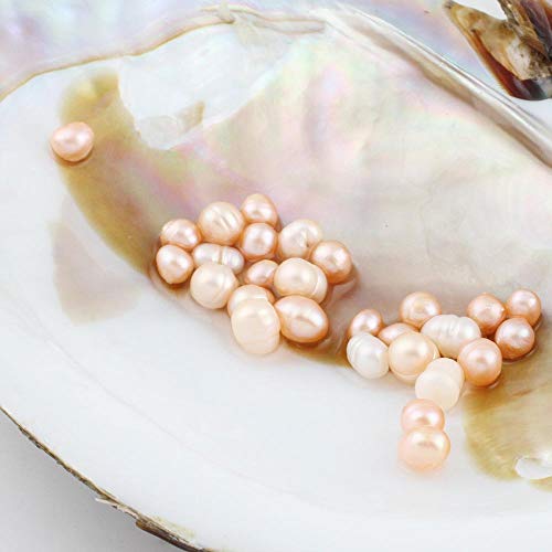 Magnitt Cultured Pearls in Oysters,Freshwater Pearl Oysters with Pearls Inside Big Oyster Pearls in Oyster Anniversary Decoration for Jewelry Making or Birthday Gifts (5-7mm) - Image 5