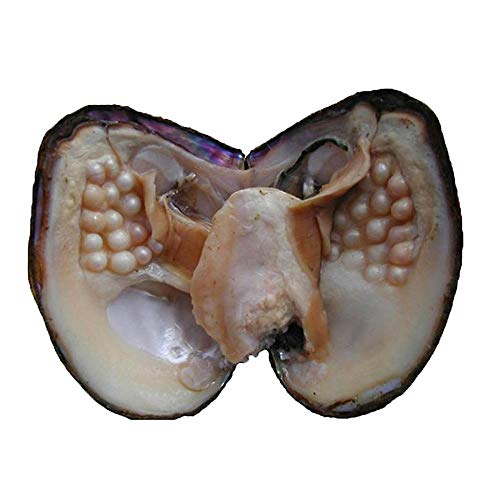 Magnitt Cultured Pearls in Oysters,Freshwater Pearl Oysters with Pearls Inside Big Oyster Pearls in Oyster Anniversary Decoration for Jewelry Making or Birthday Gifts (5-7mm) - Image 1